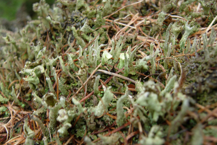 Tutte Cladonia?